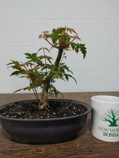 Bonsai tree japanese for sale  Land O Lakes