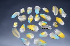 Macaw feathers lot for sale  Buffalo