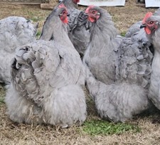 English lavender orpington for sale  Lamar