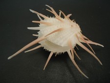 Amazing spines...spondylus imp for sale  Lakeland