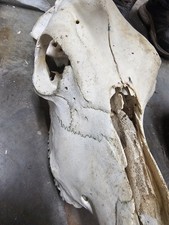 Real cow skull for sale  Springdale