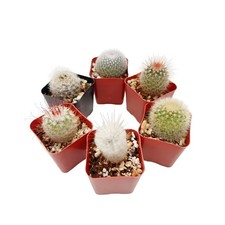 Live cactus real for sale  Fallbrook