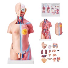 Vevor modello anatomico usato  Lonate Pozzolo