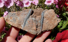 Rostre bélemnite fossile d'occasion  Lagnieu