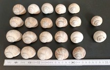 Schneckenhäuser stück sterde gebraucht kaufen Schneckenhäuser stück sterde gebraucht kaufen  Gotha-Umland