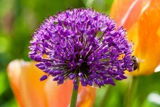 Allium purple sensation for sale  UK