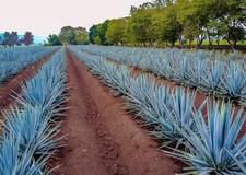 Live blue agave for sale  Fort Pierce