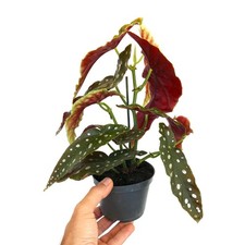 Begonia corallina begonia usato  Napoli