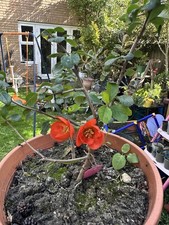 Japanese crabapple bonsai for sale  FELIXSTOWE