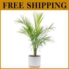 Elegant majesty palm for sale  Voorhees