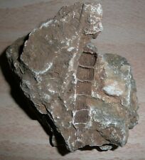 crinoid fossils for sale  LONDON