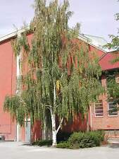 Weeping white birch for sale  Elko