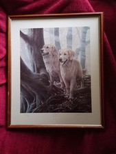 Autumn gold nigel for sale Autumn gold nigel for sale  HUDDERSFIELD