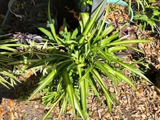 Hawaian spider plants for sale  Old Town