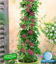 Winterharte passionsblumen lad gebraucht kaufen  Bensheim