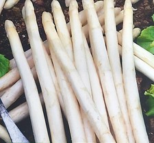 Samen spargel weiß gebraucht kaufen  Kiel