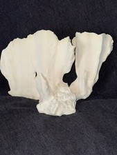 Coral fogo natural 8" para uso em aquário marinho ou decoração para casa comprar usado  Enviando para Brazil
