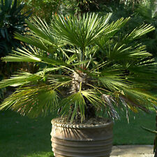 Chamaerops humilis european for sale  UK