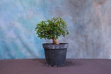 chinese bonsai tree for sale chinese bonsai tree for sale North Fort Myers