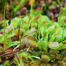 Venus fly trap for sale  Lakeland