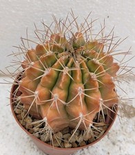 gymnocalycium usato gymnocalycium usato Brindisi