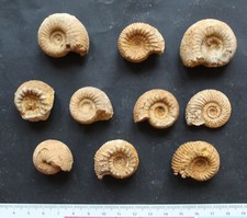 Ammonites fossiles bajocien d'occasion  Moyon