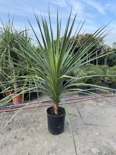 Cordyline australis giant for sale  UXBRIDGE