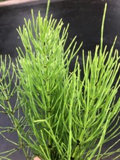 horse tail plant for sale horse tail plant for sale Cheboygan