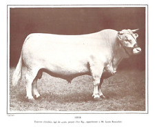 Iris taureau charolais d'occasion  Les Bordes