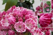 Lorbeerrose berglorbeer kaleid gebraucht kaufen  Zetel
