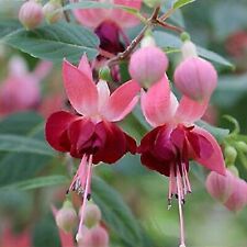 Trailing fuchsia paula for sale  BELLSHILL