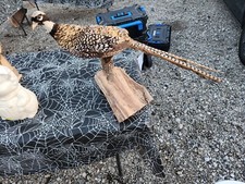 Reeves pheasant for sale  Xenia