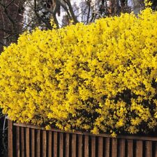Forsythia intermedia spectabil for sale  BURTON-ON-TRENT