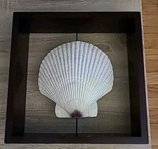 Large faux scallop for sale  Warwick