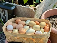 Fresh fertilized eggs for sale  Culleoka