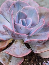 Echeveria succulent dusty for sale  San Francisco