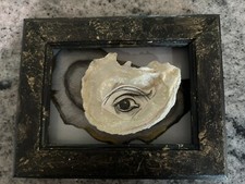 Framed authentic oyster for sale  Waterford