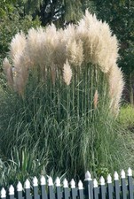 Cortaderia selloana sunningdal gebraucht kaufen  Westerstede