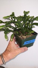 Schlumbergera buckleyi.. real. for sale  Afton