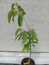 Grafted lisa atemoya for sale  Palm Bay