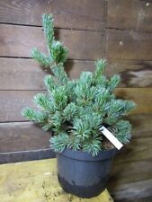 Pinus parviflora arakawa for sale  TIVERTON