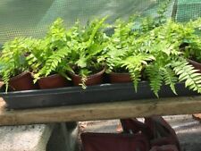 Macho fern inch for sale  Pooler