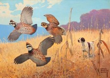 Hunting dog quail for sale  Ahsahka