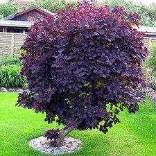 Royal purple smoke for sale  Sparta