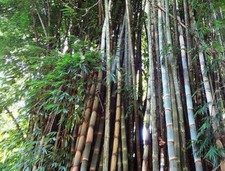 Semi bambù gigante usato  Reggio Calabria