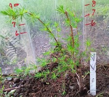 Live larch tree d'occasion  Expédié en Belgium