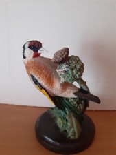 uccelli cardellino usato  Torino