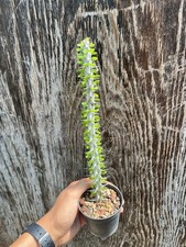 procera usato procera usato Mazara del Vallo