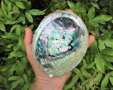 Abalone shell large for sale  Fort Myers