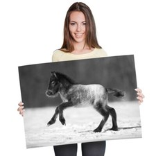 Cute foal horse for sale  SELBY